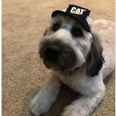 Gorra  Para Mascotas