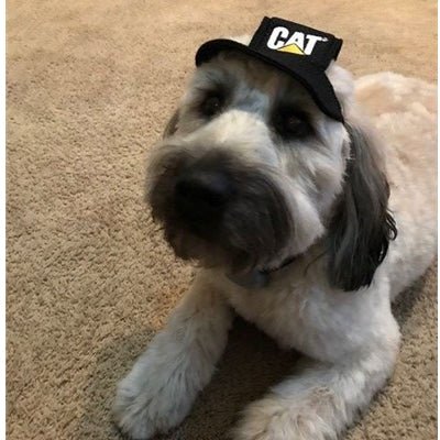 Gorra Para Mascotas - KATZER