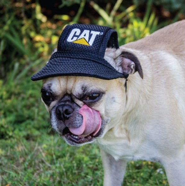 CT2422 Gorra Cat para Mascotas - KATZER